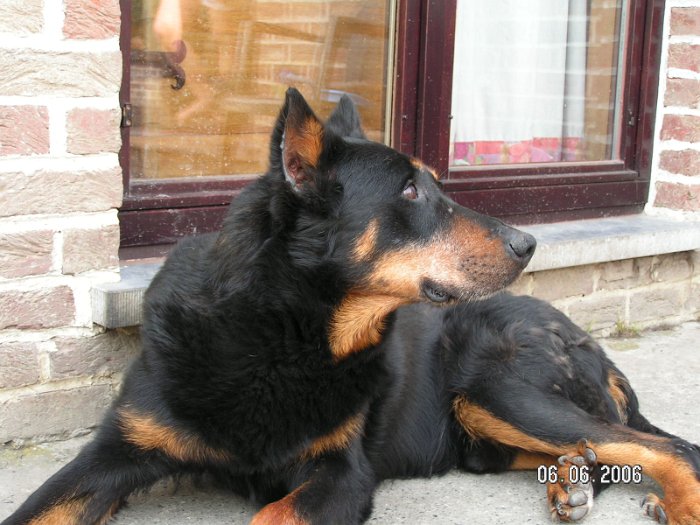 Strauss de la tuile aux loups (23)